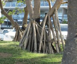Long Roots